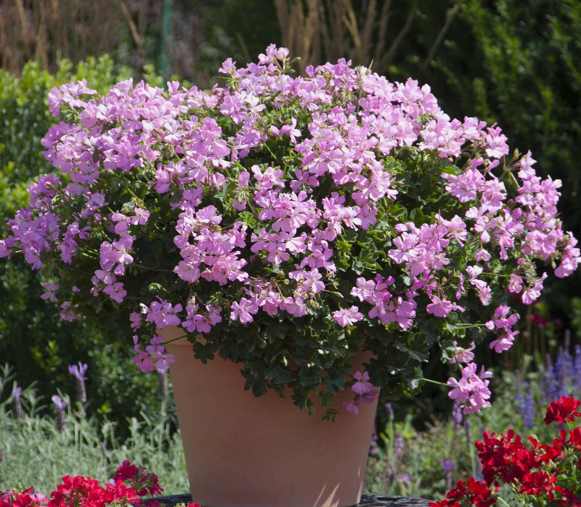 Bilde av Pelargonium Marcada Pink, 2 For 99,90-Spanne Plantesalg