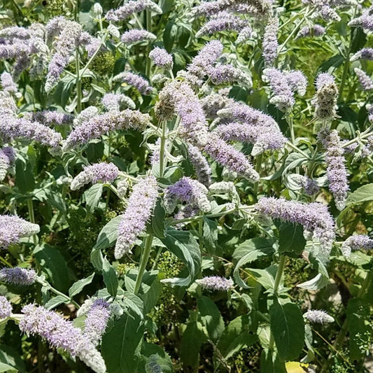 Bilde av Mentha longifolia 'Buddleia'-Spanne Plantesalg