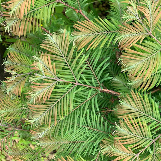 Bilde av Metasequoia glypt. 'Daweswood Tawny Fleece'-Spanne Plantesalg