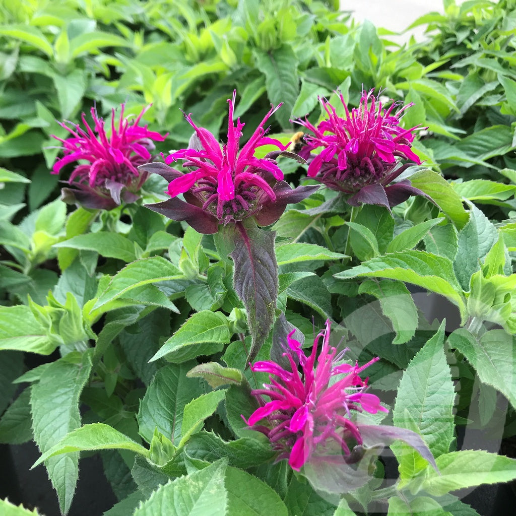 Monarda Didyma Balmy Purple