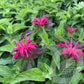 Monarda Didyma Balmy Rose