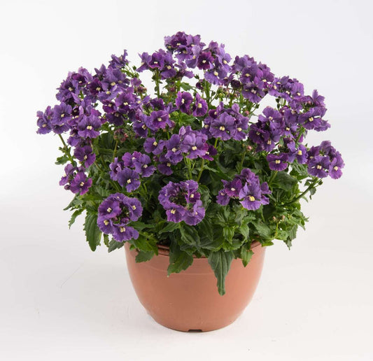 Bilde av Nemesia x hybrida Nesia® Denim, 2 For 79,90-Spanne Plantesalg