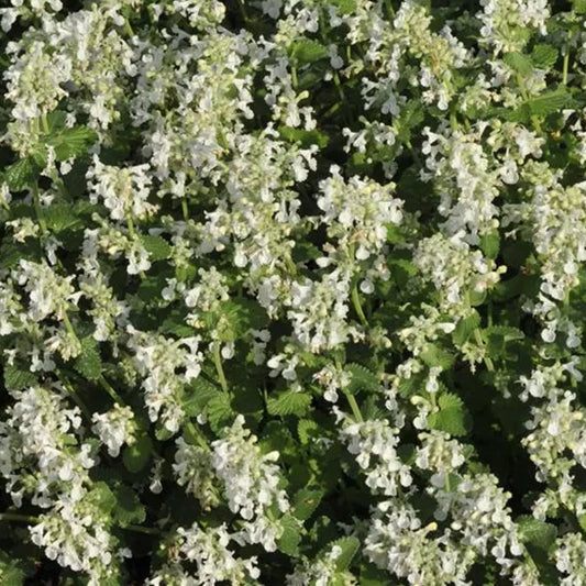 Bilde av Nepeta faassenii 'Alba'-Spanne Plantesalg