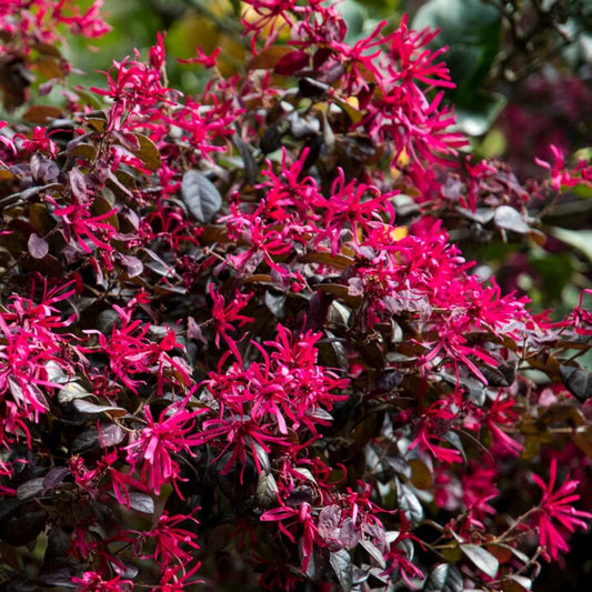 Bilde av Loropetalum c. 'Fire Dance'-Spanne Plantesalg