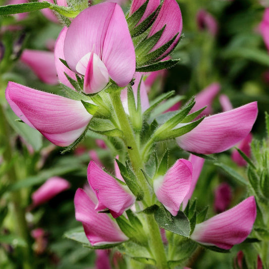 Bilde av Ononis spinosa-Spanne Plantesalg