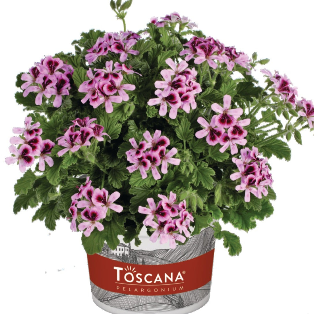 Bilde av Pelargonium x species Orange Fizz, 2 For 99,90-Spanne Plantesalg