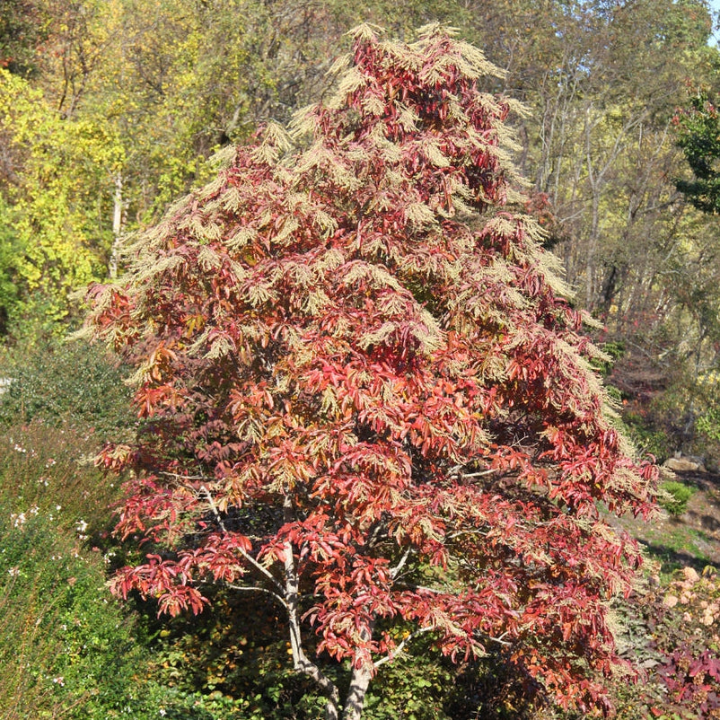 Bilde av Oxydendrum arboreum-Spanne Plantesalg