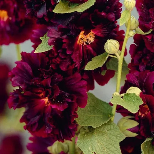 Bilde av Alcea r. 'Chaters Purple'-Spanne Plantesalg