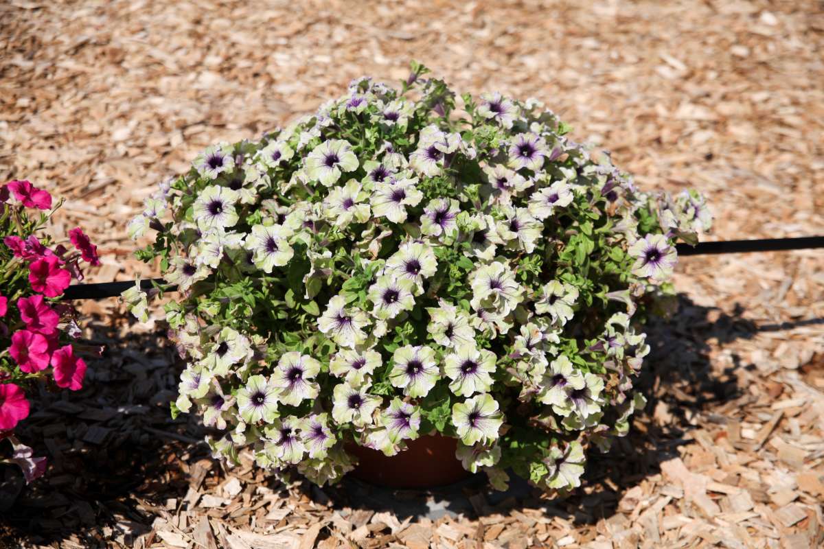 Bilde av Petunia Amazonas™ Plum Cockatoo, 2 For 99,90 NYHET-Spanne Plantesalg