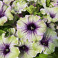 Bilde av Petunia Amazonas™ Plum Cockatoo, 2 For 99,90 NYHET-Spanne Plantesalg