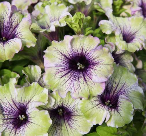 Bilde av Petunia Amazonas™ Plum Cockatoo, 2 For 99,90 NYHET-Spanne Plantesalg