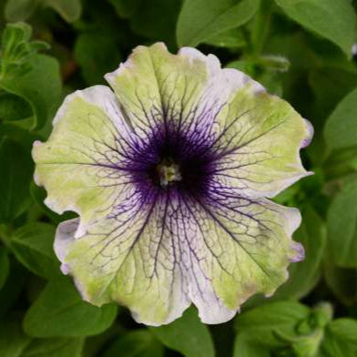 Bilde av Petunia Amazonas™ Plum Cockatoo, 2 For 99,90 NYHET-Spanne Plantesalg