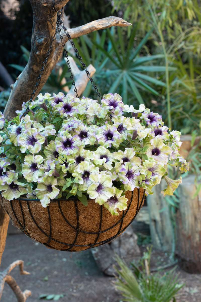 Bilde av Petunia Amazonas™ Plum Cockatoo, 2 For 99,90 NYHET-Spanne Plantesalg