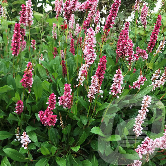 Bilde av Persicaria Affinis Superba-Spanne Plantesalg