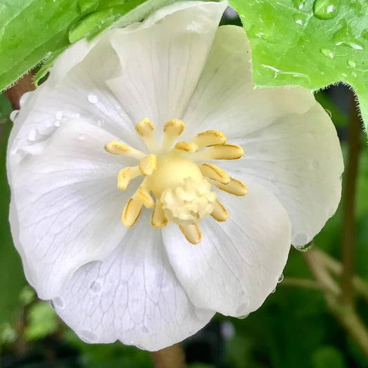 Bilde av Podophyllum peltatum-Spanne Plantesalg