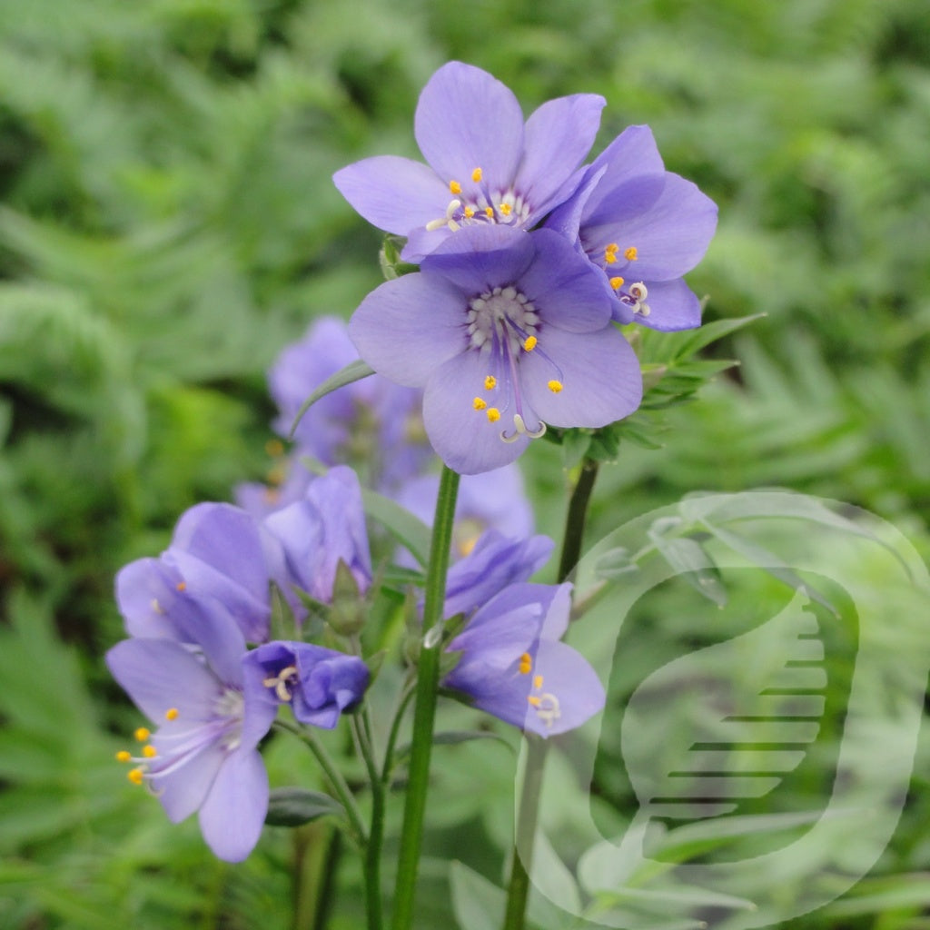 Bilde av Polemonium Yezoense Bressingham Purple-Spanne Plantesalg