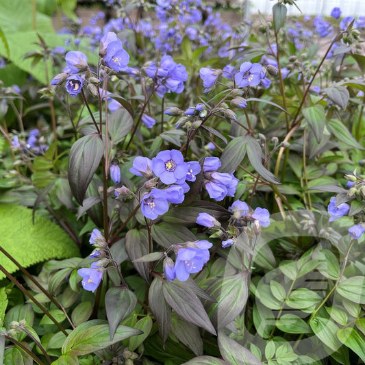 Bilde av Polemonium Yezoense Heaven Scent-Spanne Plantesalg