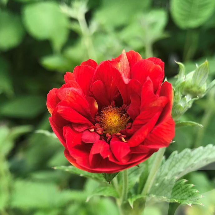 Bilde av Potentilla Emilie-Spanne Plantesalg