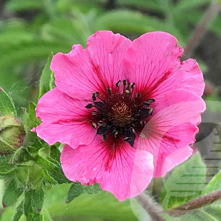 Bilde av Potentilla Nepalensis Miss Willmott-Spanne Plantesalg