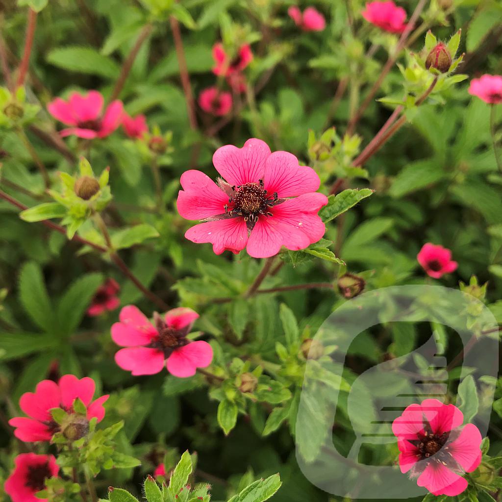 Bilde av Potentilla Nepalensis Ron Mcbeath-Spanne Plantesalg