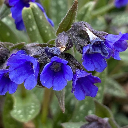 Bilde av Pulmonaria Miss Elly-Spanne Plantesalg