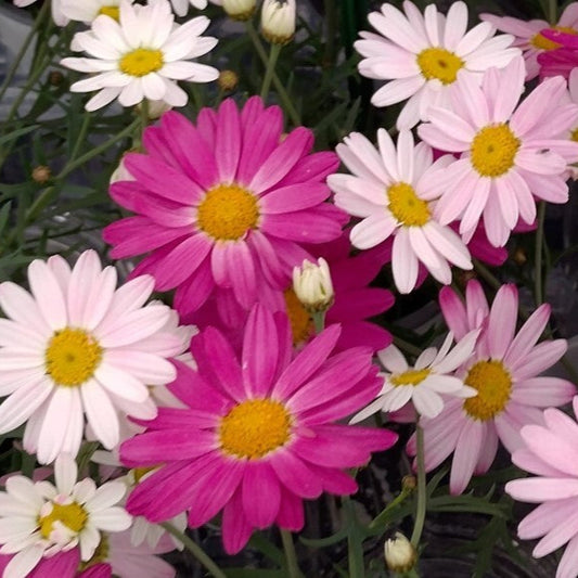 Bilde av Argyranthemum Percussion® Girly Pink, 2 For 79,90-Spanne Plantesalg