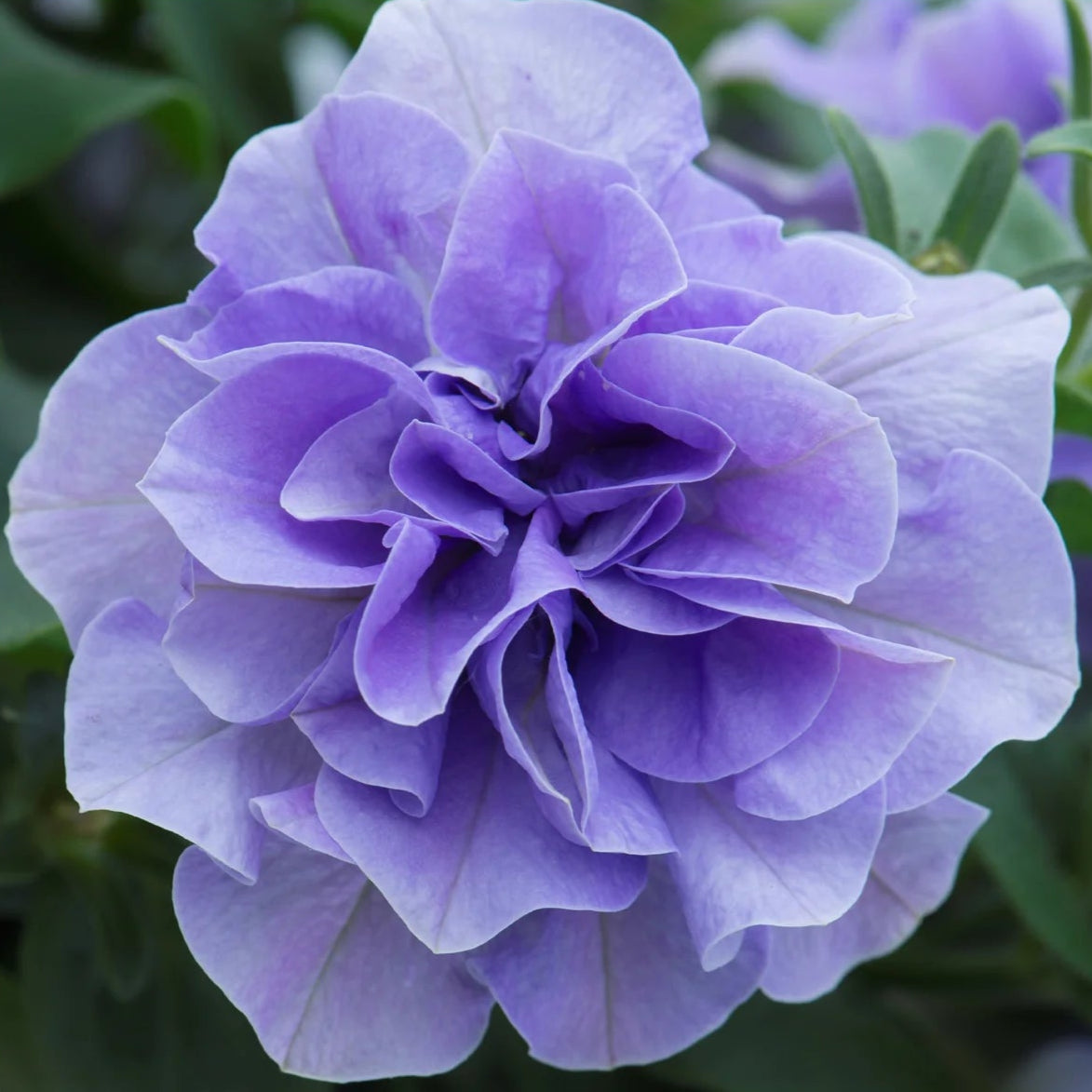 Bilde av Petunia Tumbelina© Maria, 2 For 99,90-Spanne Plantesalg