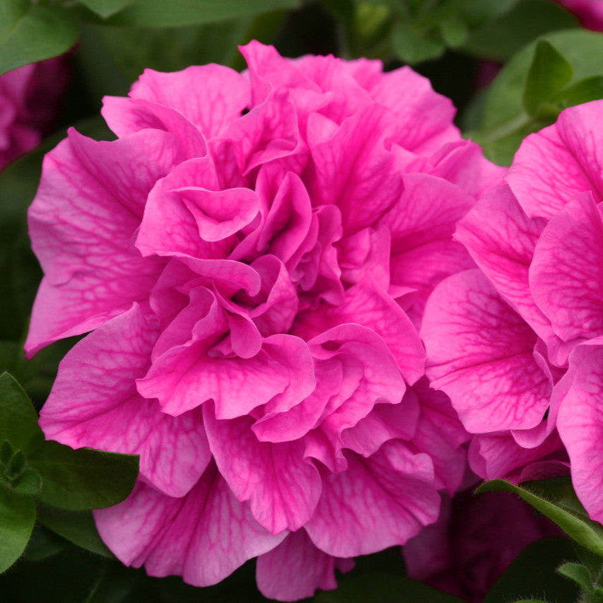 Bilde av Petunia Tumbelina© Candyfloss, 2 For 99,90-Spanne Plantesalg