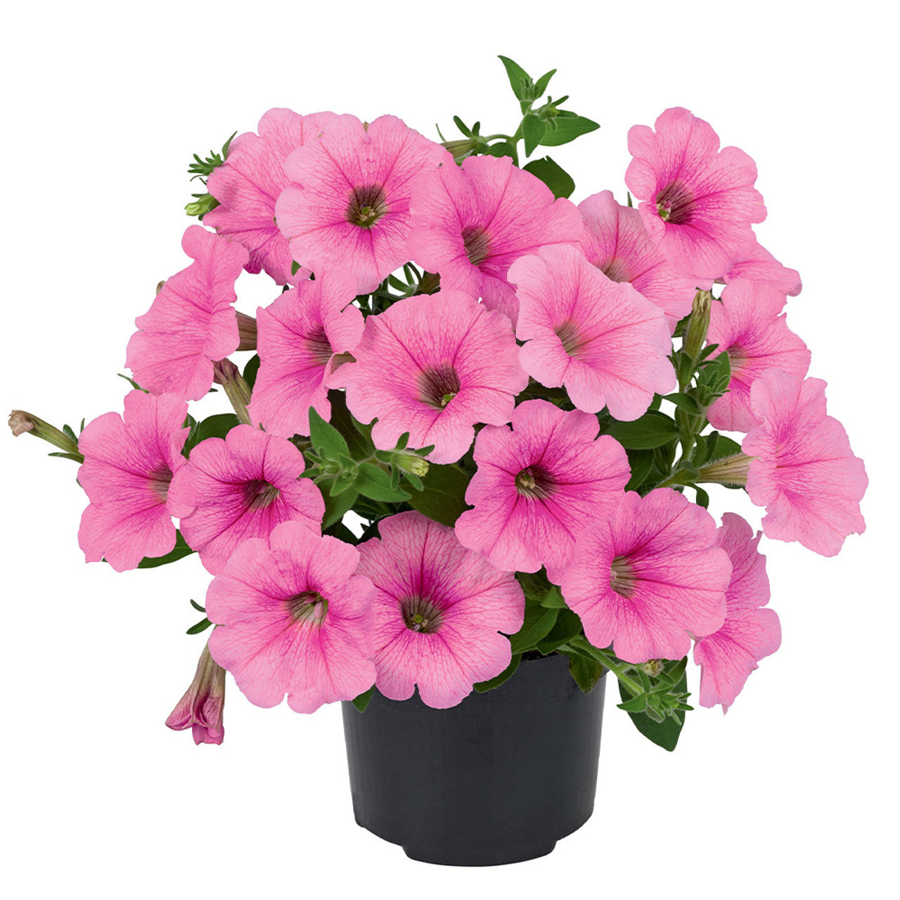 Bilde av Petunia grand. GO!Tunia Light Pink Vein , 2 For 79,90-Spanne Plantesalg