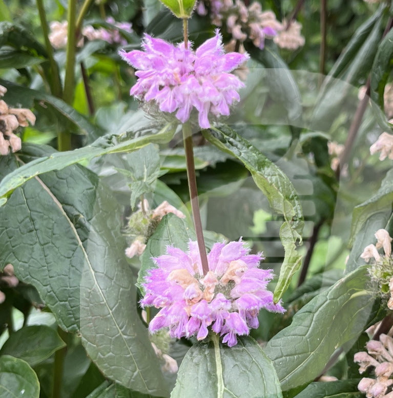 Bilde av Phlomis Tuberosa-Spanne Plantesalg