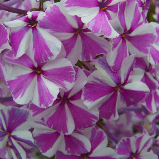 Bilde av Phlox (M) 'Natascha'-Spanne Plantesalg