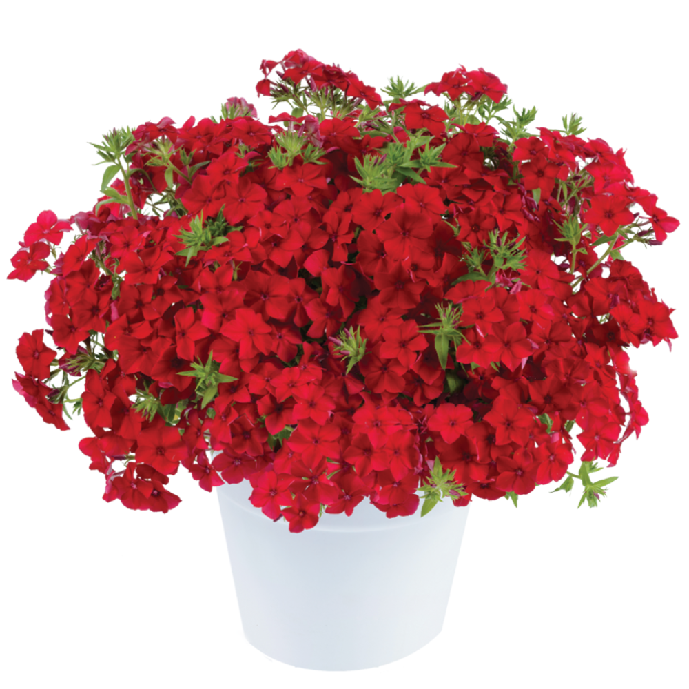 Bilde av Phlox drummondii Phloxstar™ Red, 2 For 99,90-Spanne Plantesalg