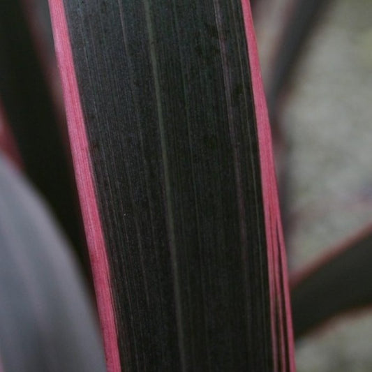 Bilde av Phormium 'Pink Stripe'-Spanne Plantesalg