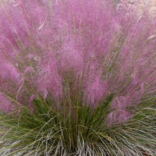 Bilde av Muhlenbergia capillaris-Spanne Plantesalg