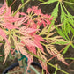 Bilde av Acer palmatum 'Pink Lace'-Spanne Plantesalg