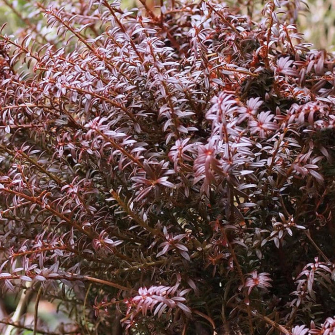 Bilde av Podocarpus 'Chocolate Box'-Spanne Plantesalg