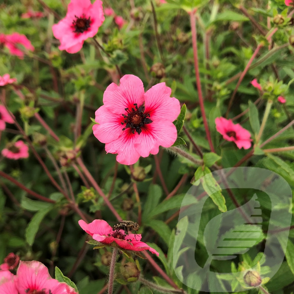 Bilde av Potentilla Nepalensis Miss Willmott-Spanne Plantesalg