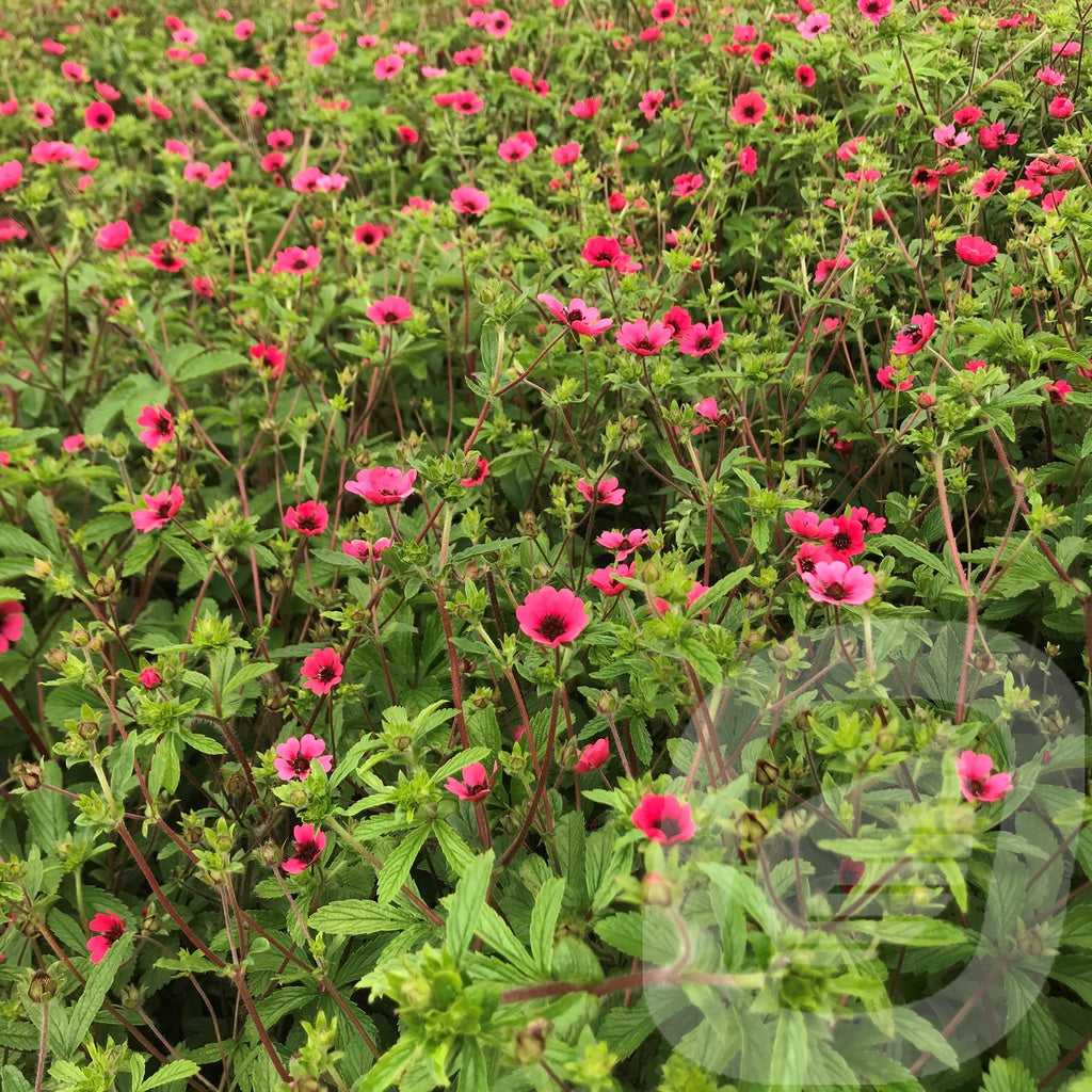 Bilde av Potentilla Nepalensis Ron Mcbeath-Spanne Plantesalg