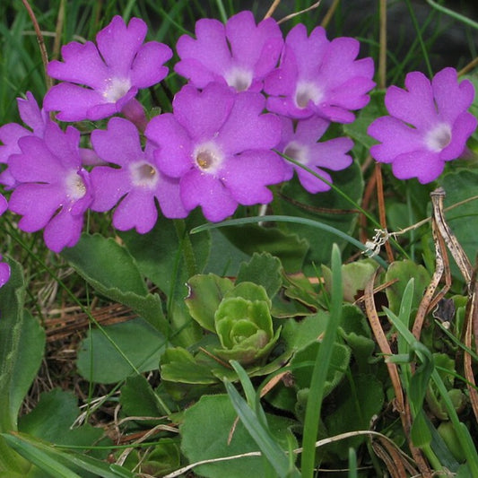 Bilde av Primula hirsuta-Spanne Plantesalg