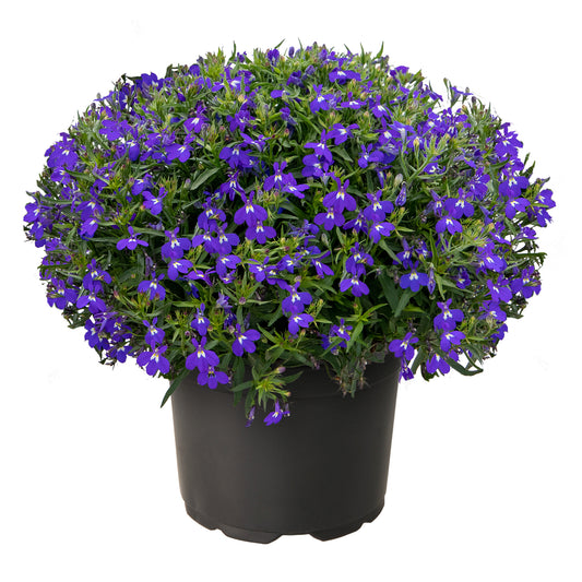 Bilde av Lobelia erinus Masterpiece Blue with Eye , 2 For 79,90-Spanne Plantesalg