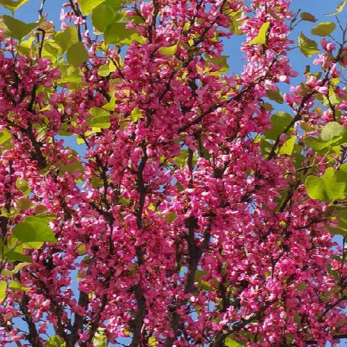 Bilde av Cercis canadensis 'Pink Pom Poms'-Spanne Plantesalg