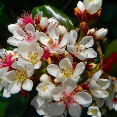 Bilde av Rhaphiolepis indica 'White Cloud'-Spanne Plantesalg