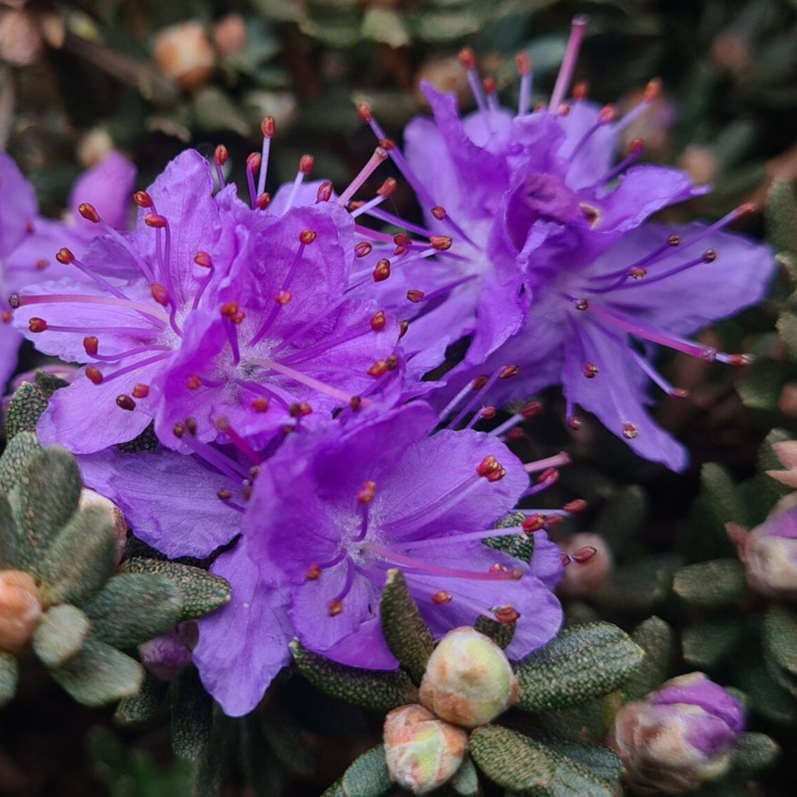 Bilde av Rhododendron lep. 'Arctic Blue'-Spanne Plantesalg