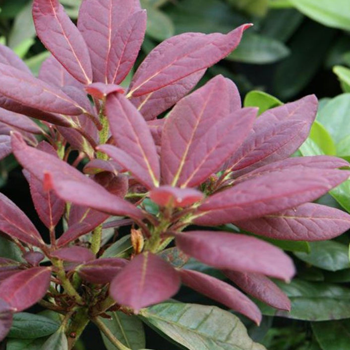 Bilde av Rhododendron h. 'Elisabeth Red Foliage'-Spanne Plantesalg