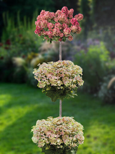 Bilde av Hydrangea paniculata 'Petite Summer Tripple'-Spanne Plantesalg