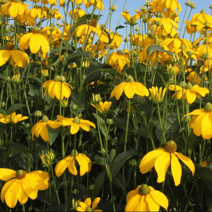 Bilde av Rudbeckia nitida 'Herbstsonne'-Spanne Plantesalg