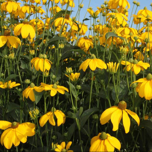 Bilde av Rudbeckia nitida 'Herbstsonne'-Spanne Plantesalg