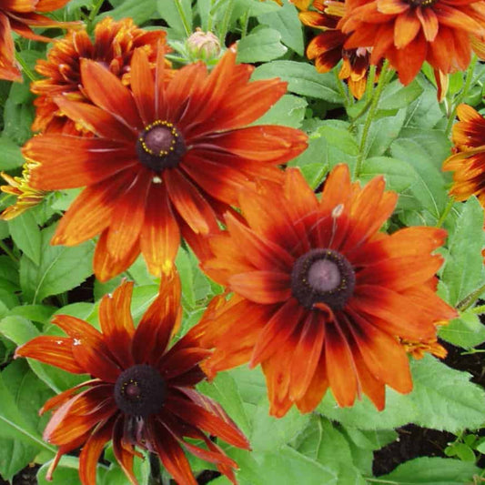 Bilde av Rudbeckia hirta Cherokee Sunset-Spanne Plantesalg