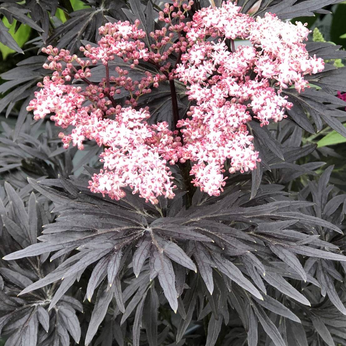 Bilde av Sambucus Nigra Laced Up®-Spanne Plantesalg