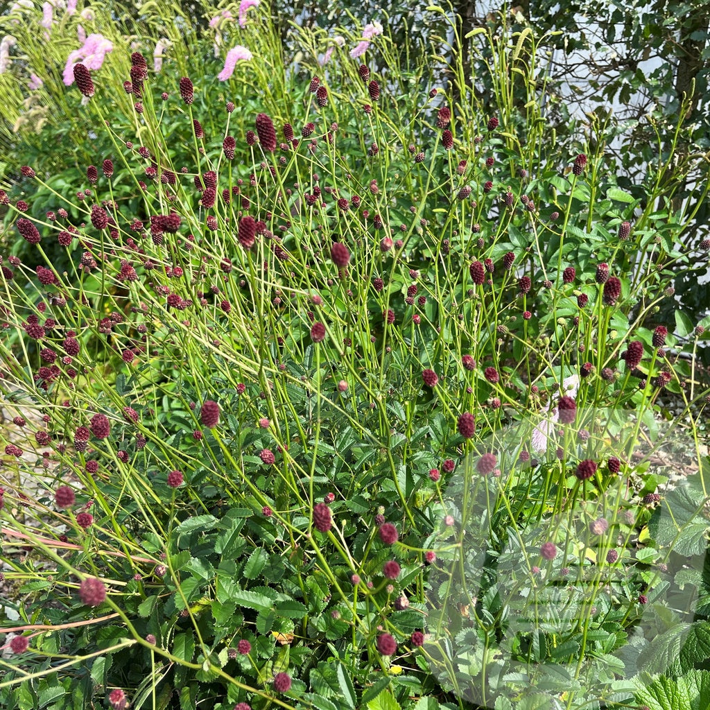 Bilde av Sanguisorba Tanna-Spanne Plantesalg